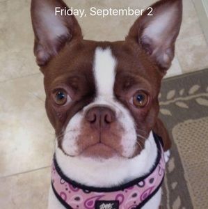 Meet your Posher, Daisy